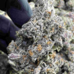 Candy Chrome 31.9% THCa