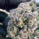 Blue Lemon 26.7% THCA