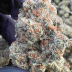 MaddFruit 26.4% THCA