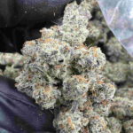 Banana Berries 31.2% THCA