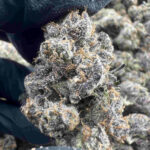 Black Cherry Gelato 30.2% THCa