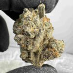French Laundry (Maven Genetics) 33.2 % THCA