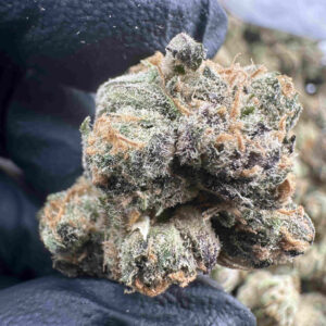 Purple Dream 29.2% THCA