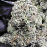Blue Jam 28.4% THCA