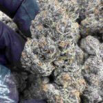 Ice Cream Pie 26.6% THCA