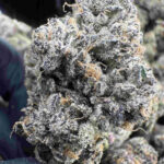 Red Runtz (Red Pop x Runtz) 30.8% THCA