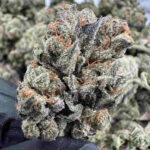 Sugar Tartz 27.2% THCA