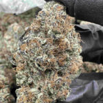 Gelato Cake 28.9% THCA