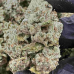 Gorilla Glue #4 30.7% THCA