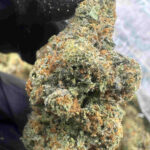 Gelato 28.9% THCA