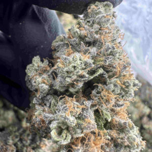 Gotti Belts (Rainbow Belts x Biscotti) 30.5% THCA