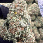Papaya 26.4% THCA