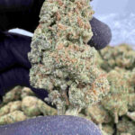 White Grape 25.1% THCA