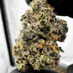 Garlic Juice 26.2% THCA