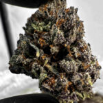 Guala Pie (Guala x Georgia Pie) 29.4% THCA