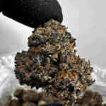 Pure Michigan 29.7% THCA
