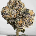 Blueberry Popperz 31.7% THCA