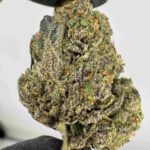 Candy Man 26.4% THCA