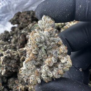 FKAFL (Maven Genetics) 34.2% THCA