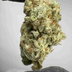 Gorilla Glue #4 30.9% THCA