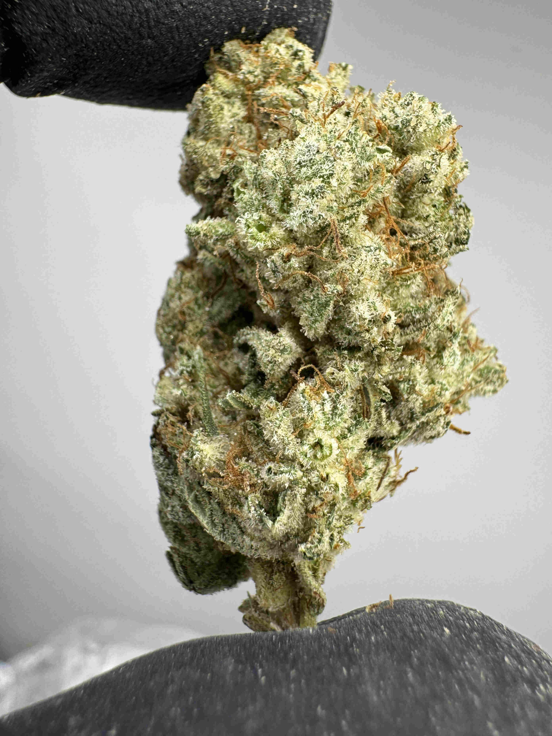 Gorilla Glue #4 30.9% THCA