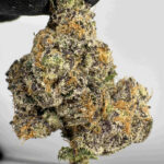 Candy Rings 31.2% THCA