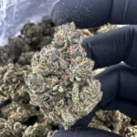 Lemonheads 30.8% THCA