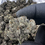 Purple Rain 31.7% THCA