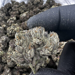 Purple Rain 31.7% THCA