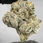 Shangrila (Maven Genetics) 32.4% THCA