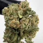 Gorilla Glue #4 30.9% THCA