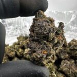 Apple Jack 29.3% THCA