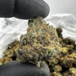 Garlic Crusher 28.5% THCA