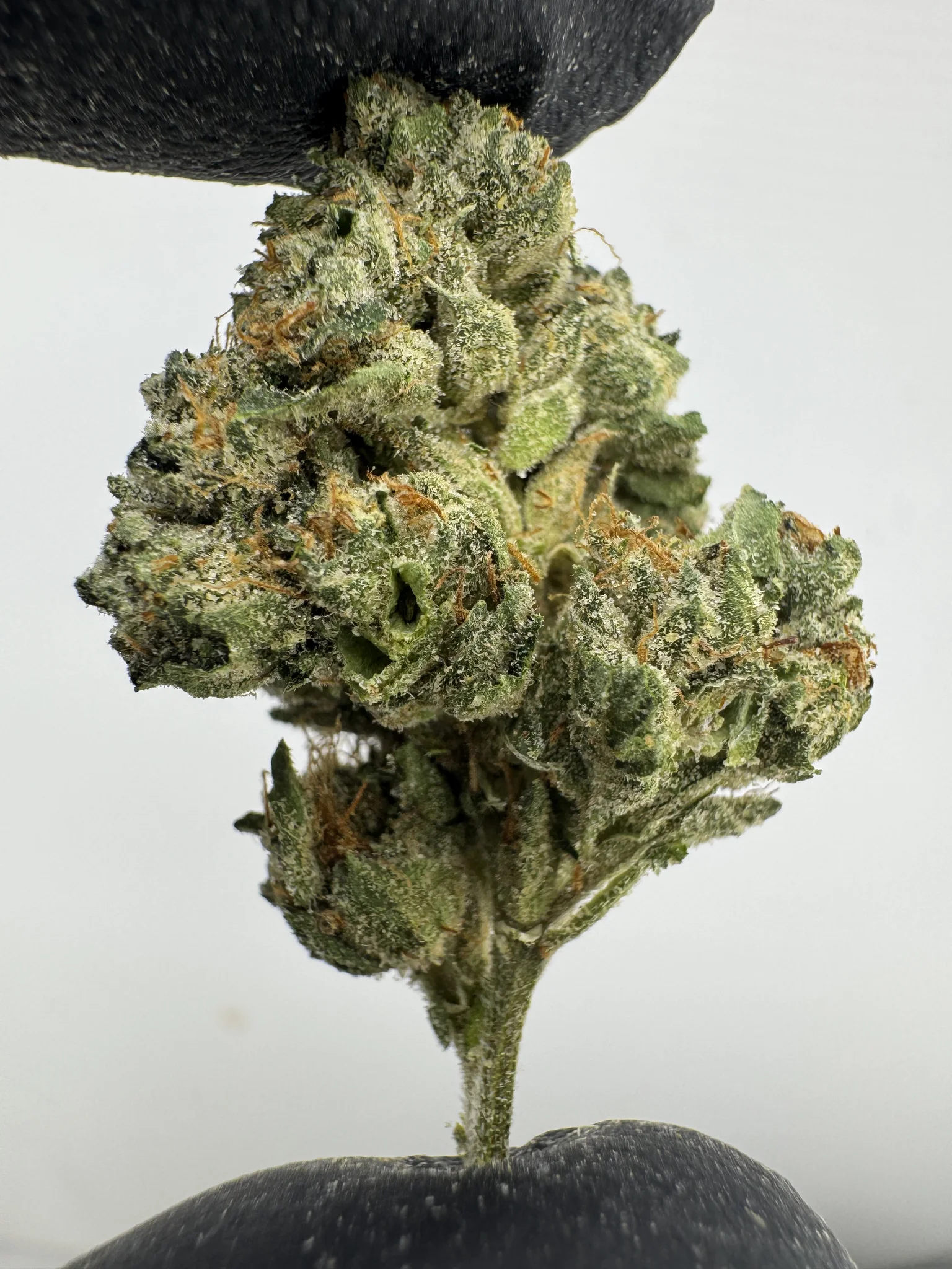 Master OG 29.8% THCA