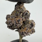 Blue Nerdz 30.4% THCA