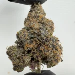 Blueberry 30.9% THCA
