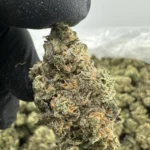 Blue Dream 29.3% THCA