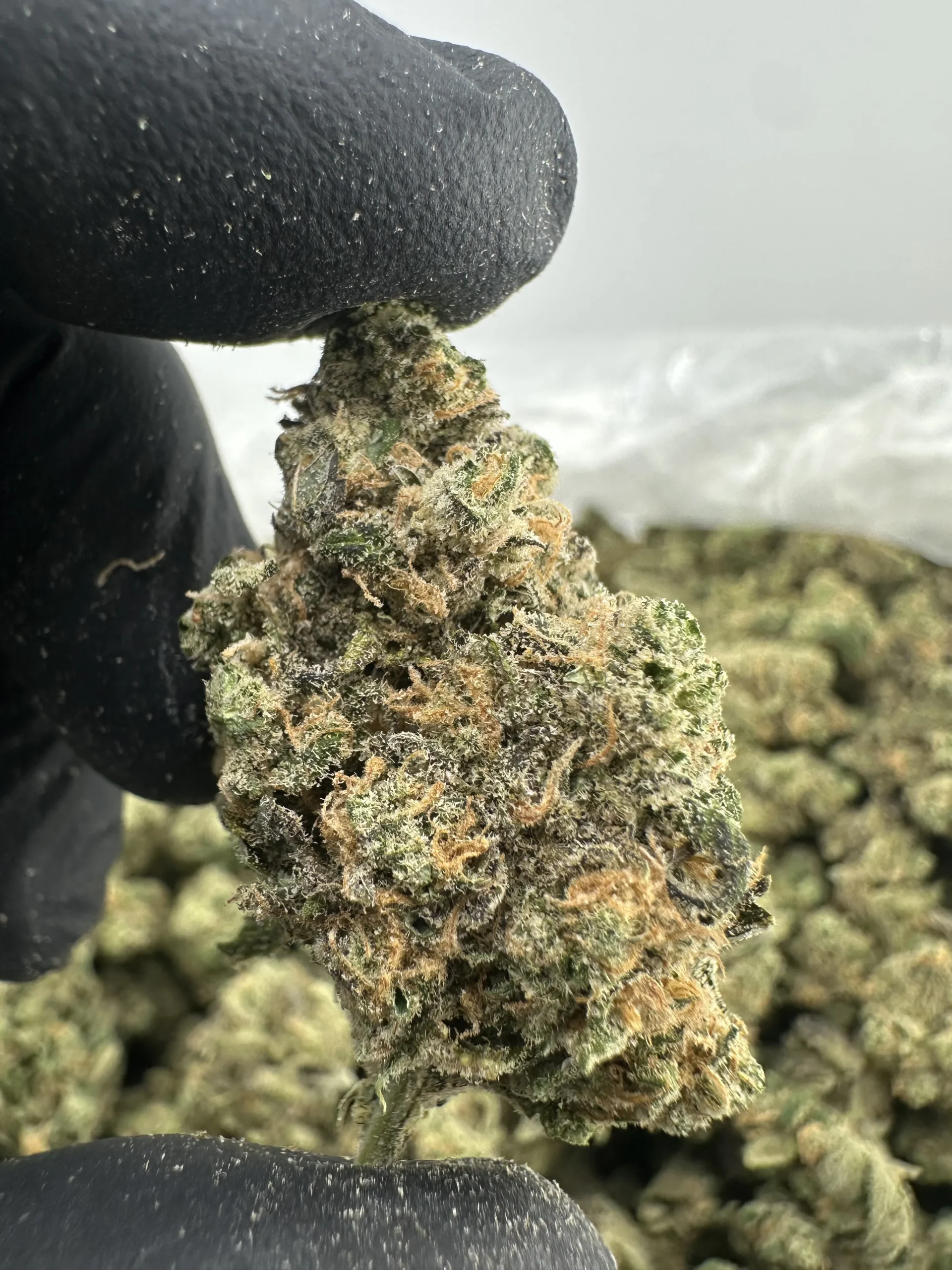 Blue Dream 29.3% THCA