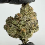 Gelato 33 28.9% THCA