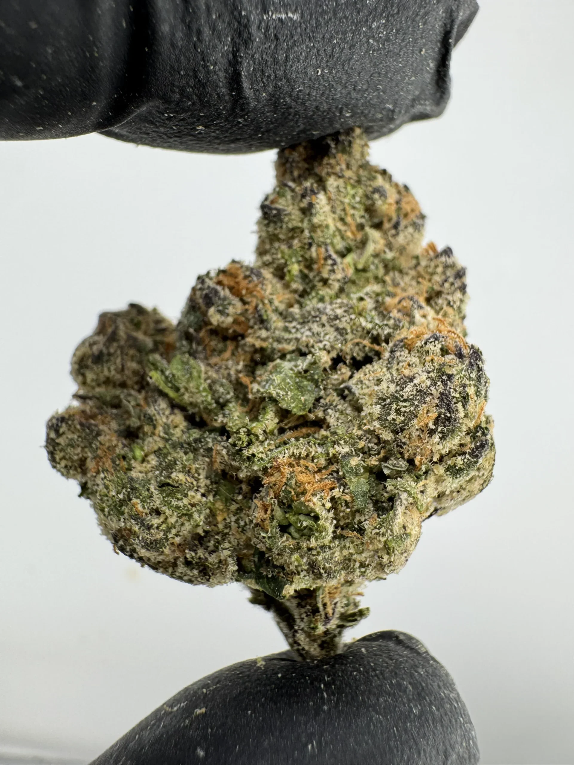 Gelato 33 28.9% THCA