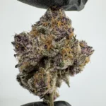 Tropicana Cherry 29.9% THCA