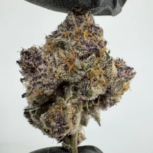 Tropicana Cherry 29.9% THCA