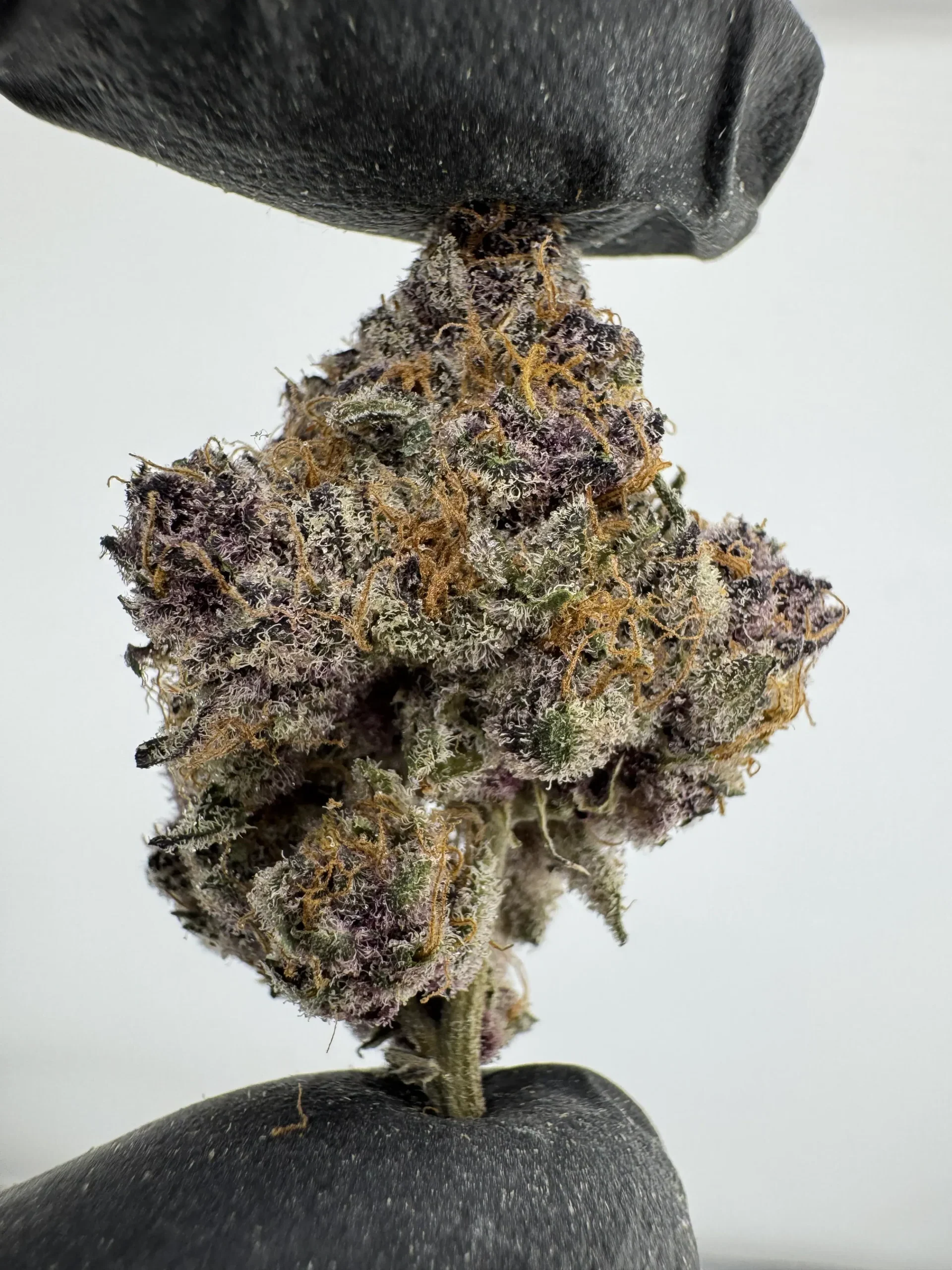 Tropicana Cherry 29.9% THCA