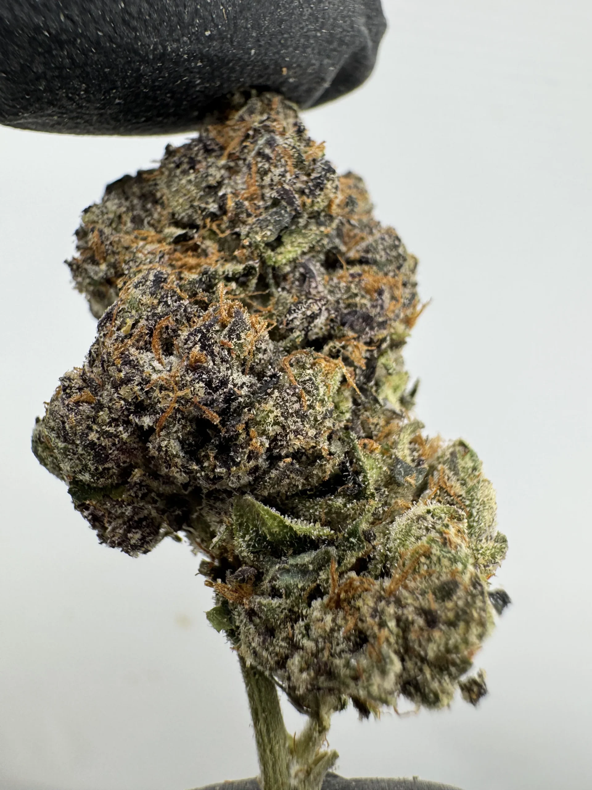 Crunch Berry 29.3% THCA