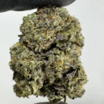 Gold Cash Gold 30.2% THCA