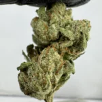 SFV OG 28.9% THCA