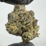Tangie Belts 30.1% THCA