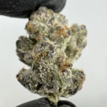White Raspberry Gelato 30.9% THCA