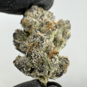 White Raspberry Gelato 30.9% THCA