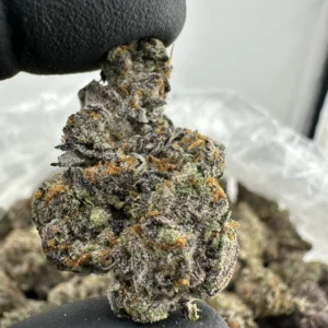 Gusherz 30.0% THCA
